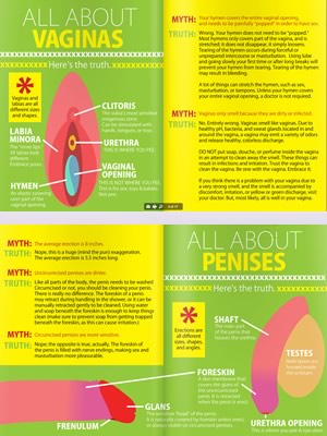 Vagina and penis factsheets